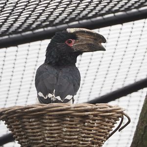 Trumpeter hornbill (Bycanistes bucinator), 2022-05-17
