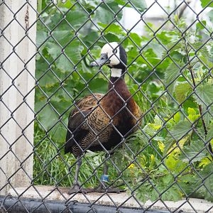 White-faced whistling duck (Dendrocygna viduata), 2022-05-17