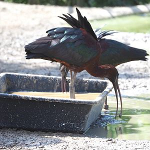 Glossy ibis (Plegadis falcinellus), 2022-05-17