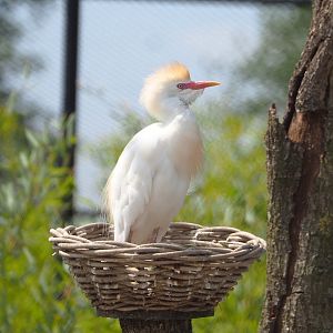 Western cattle egret (Bubulcus ibis ibis), 2022-05-17