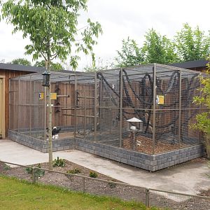 Domestic chicken and domestic pigeon and Pied Japanese squirrel aviaries, 2022-05-17