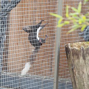 Pied Japanese squirrel (Sciurus lis), 2022-05-17