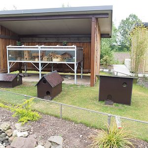 Domestic guinea pig and Domestic fancy mouse exhibits, 2022-05-17