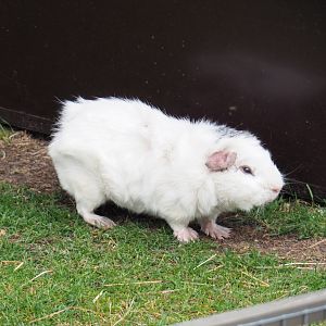 White domestic guinea pig (Cavia porcellus), 2022-05-17