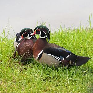 North American wood duck drakes (Aix sponsa), 2022-05-17
