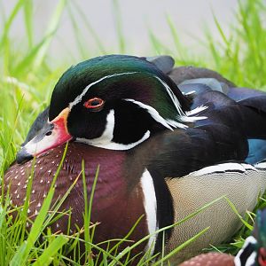 North American wood duck drake (Aix sponsa), 2022-05-17