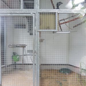 Future indoor housing for spider monkeys - Housing Black-casqued hornbills at the time of my visit, 2022-05-17