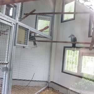 Future indoor housing for spider monkeys - Housing Black-casqued hornbills at the time of my visit, 2022-05-17
