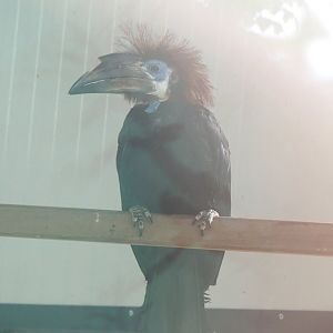 Female Black-casqued hornbill (Ceratogymna atrata), 2022-05-17