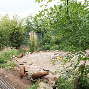 Bush dog exhibit, 2022-05-17
