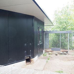 Bush dog holding building and cage, 2022-05-17