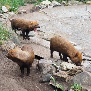 Bush dogs (Speothos venaticus), 2022-05-17