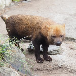 Bush dog (Speothos venaticus), 2022-05-17