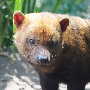 Bush dog (Speothos venaticus), 2022-05-17