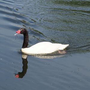 Black-necked swan (Cygnus melancoryphus), 2022-05-17