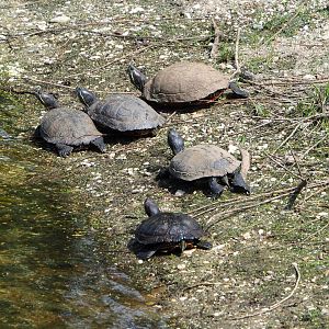 Red-eared sliders (Trachemys scripta elegans), 2022-05-17