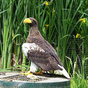 Steller's sea eagle (Haliaeetus pelagicus), 2022-05-17