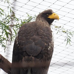 Steller's sea eagle (Haliaeetus pelagicus), 2022-05-17