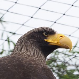 Steller's sea eagle (Haliaeetus pelagicus), 2022-05-17