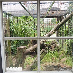Siberian weasel exhibit, 2022-05-17
