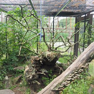 Siberian weasel exhibit, 2022-05-17