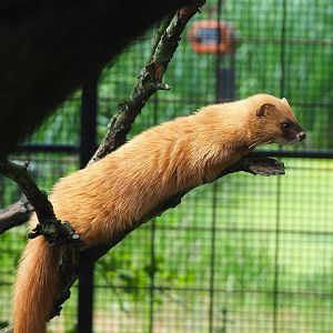 Siberian weasel (Mustela sibirica), 2022-05-17