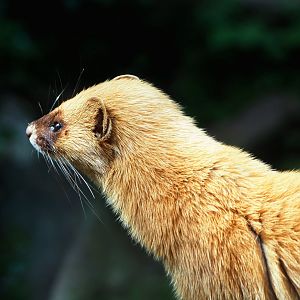 Siberian weasel (Mustela sibirica), 2022-05-17