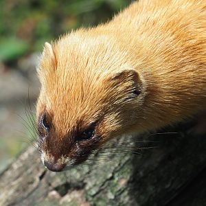 Siberian weasel (Mustela sibirica), 2022-05-17