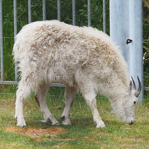 Rocky Mountain goat (Oreamnos americanus), 2022-05-17