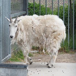 Rocky Mountain goat (Oreamnos americanus), 2022-05-17