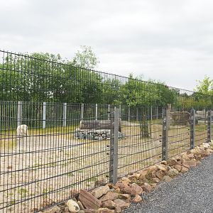 Rocky Mountain goat paddock, 2022-05-17