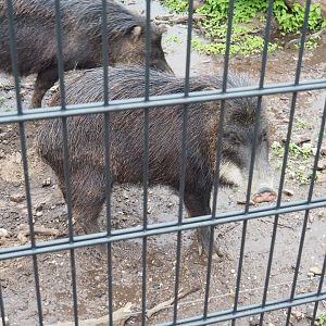 Southern white-lipped peccary (Tayassu pecari albirostris), 2022-05-17