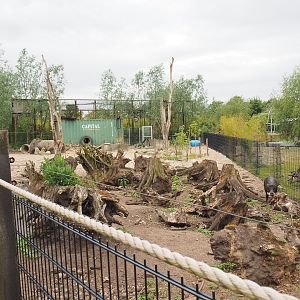 White-lipped peccary paddock, 2022-05-17