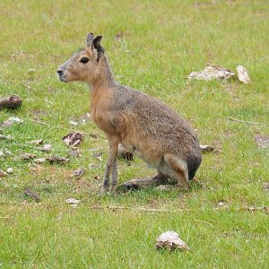 Patagonian mara (Dolichotis patagonum), 2022-05-17