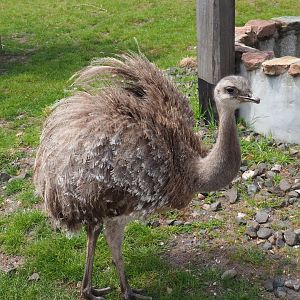 Darwin`s rhea (Rhea pennata), 2022-05-17
