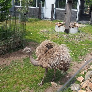 Darwin's rhea, water well theming and part of South American house, 2022-05-17