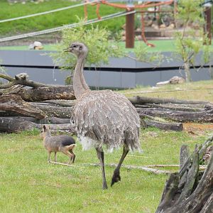 Darwin's rhea (Rhea pennata) and Patagonian mara (Dolichotis patagonum), 2022-05-17