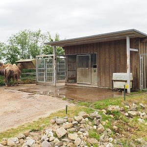 Bactrian camel barn, 2022-05-17