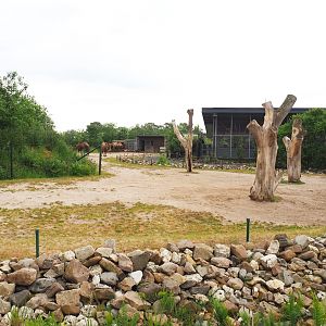 Bactrian camel paddock, 2022-05-17