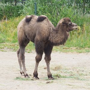 Juvenile Bactrian camel (Camelus bactrianus), 2022-05-17
