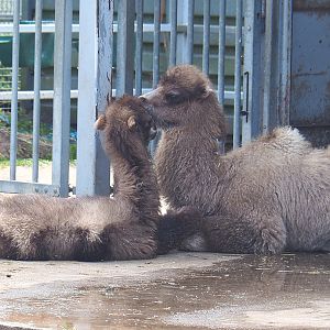 Juvenile Bactrian camels (Camelus bactrianus), 2022-05-17