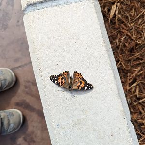 Painted Lady Butterfly at the Greensboro Science Center