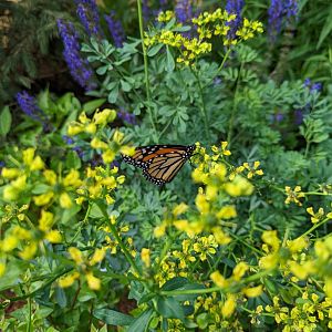 Monarch Butterfly at the Greensboro Science Center