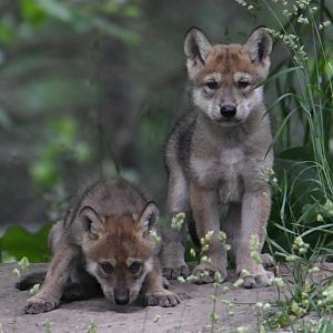 Mexican gray wolf pups