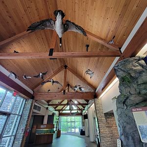 Salato - Native birds hanging from ceiling of main hall