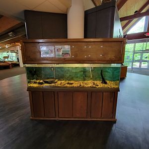 Salato - Common musk turtle