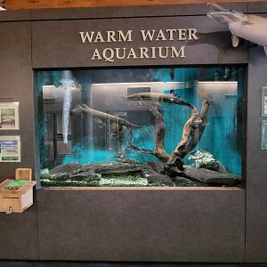 Salato - Alligator gar, alligator snapping turtle