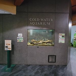 Salato - Eastern hellbender