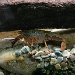 Salato - Unsigned in hellbender aquarium