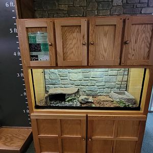 Salato - Northern pine snake